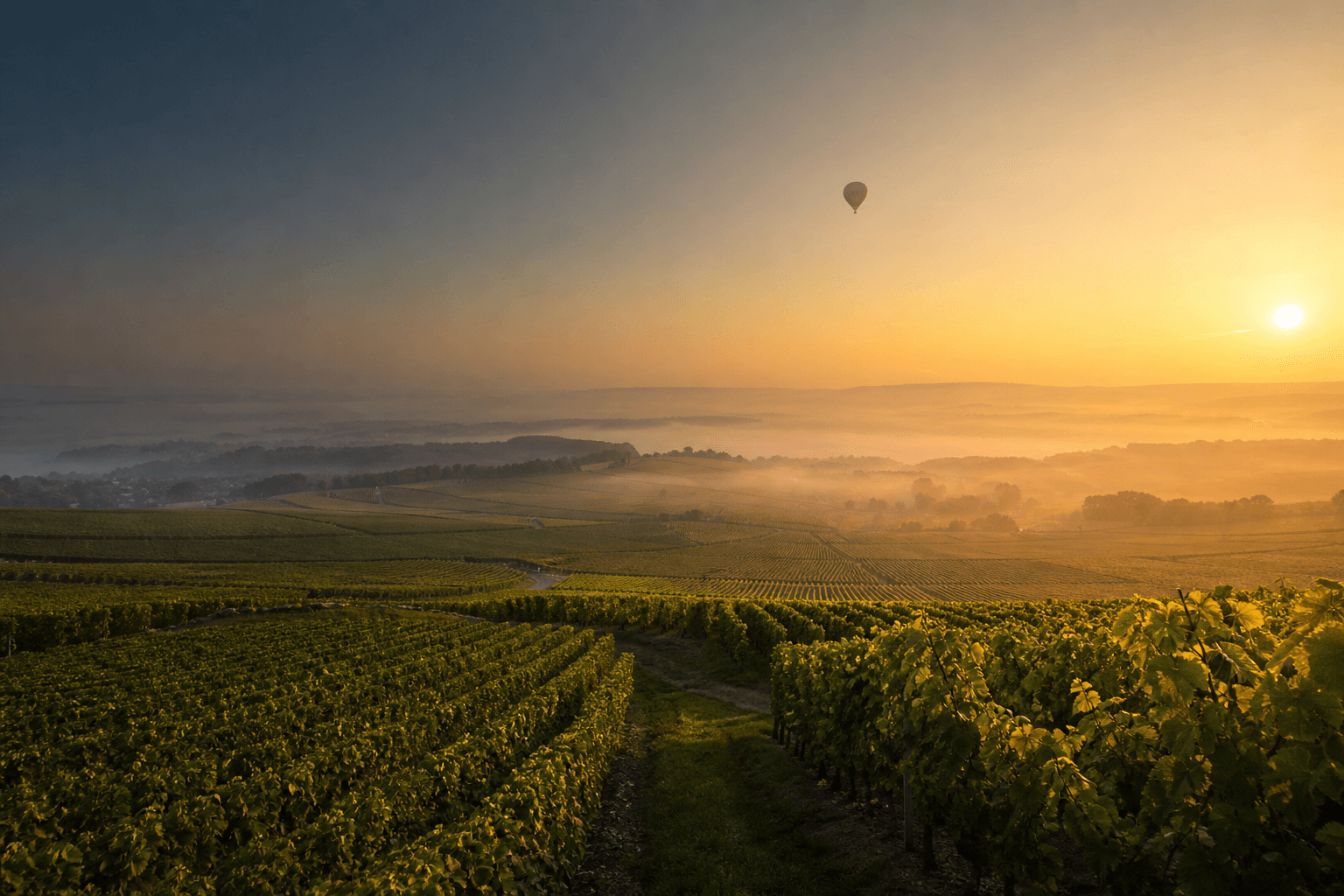 Paysage viticole générique de Champagne avec montgolfière